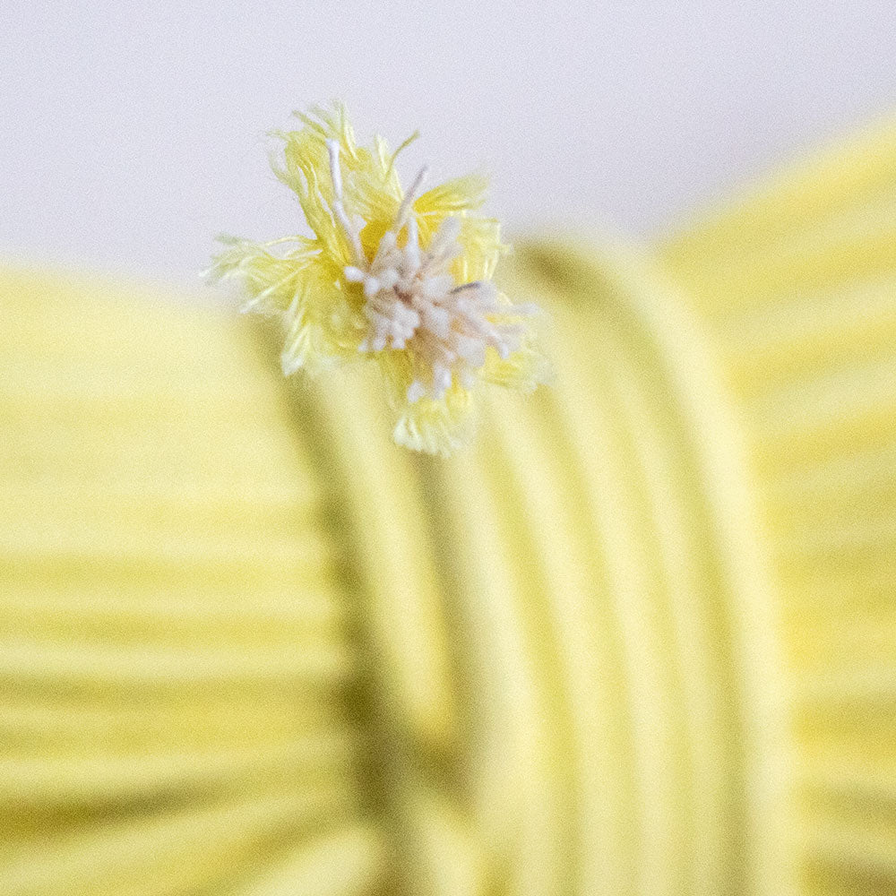 Cotton Cord 5 mm, 50 meters. LIGHT YELLOW color